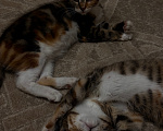 Кошки в других городах Московской области: Котенок/котята в добрые руки Девочка, Бесплатно - фото 1
