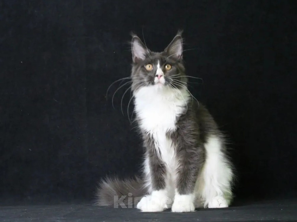 Кошки в Краснодаре: Котёнок мальчик мейн куна Мальчик, 50 000 руб. - фото 3