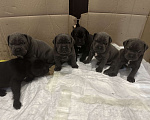 Собаки в других городах Московской области: Щенки кане-корсо Девочка, 45 000 руб. - фото 1