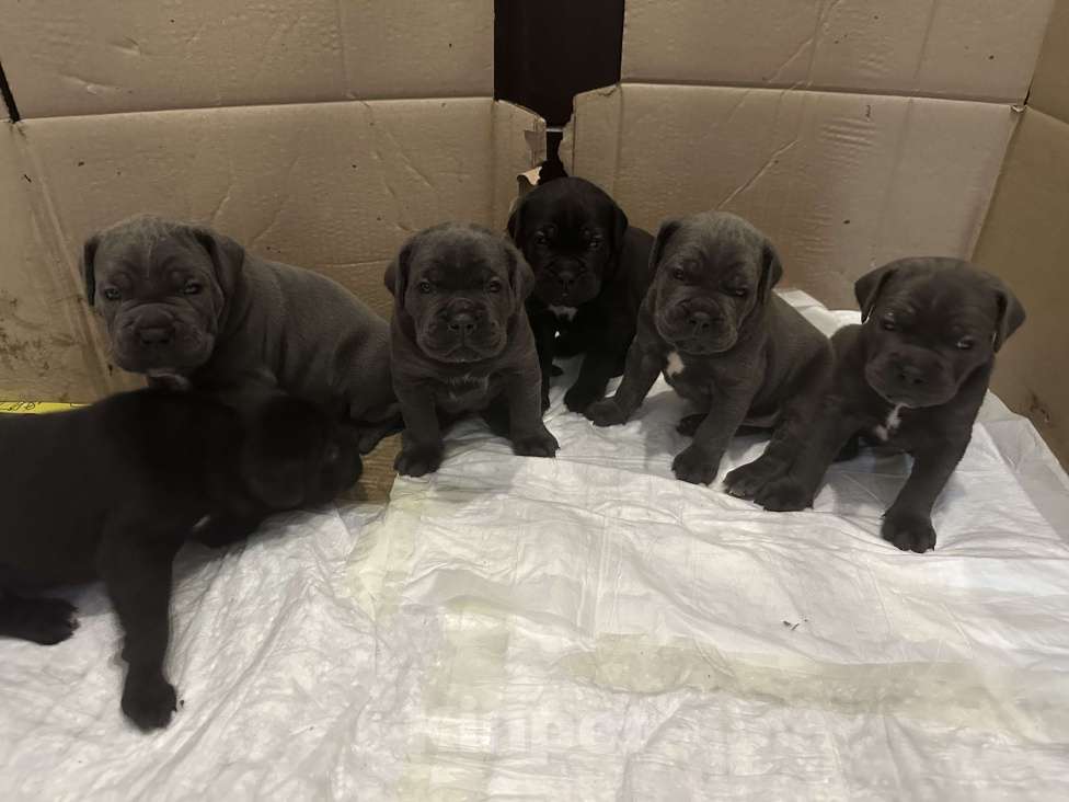 Собаки в других городах Московской области: Щенки кане-корсо Девочка, 45 000 руб. - фото 1