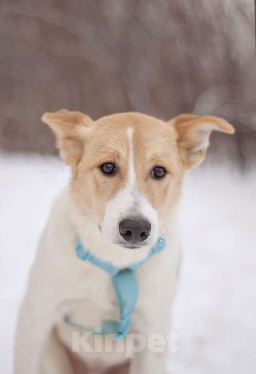Собаки в Москве: Сама нежность Раф в поисках семьи Мальчик, Бесплатно - фото 2
