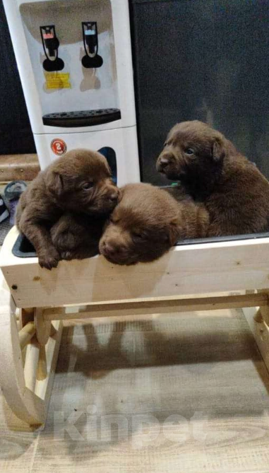 Собаки в Калуге: Щенки лабрадора шоколадные Мальчик, 28 000 руб. - фото 2