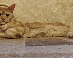 Кошки в Москве: Опытный кот мейн-кун.Вязка, 5 000 руб. - фото 8