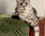 Кошки в Калаче-На-Доне: кошки мейн кун, 6 000 руб. - фото 1
