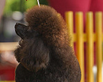 Собаки в Воронеже: Вязка с  коричневым миниатюрным (29см) пуделем Мальчик, 20 000 руб. - фото 7