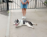 Собаки в Александрове: Потерян Американский булли Мальчик, 1 руб. - фото 1