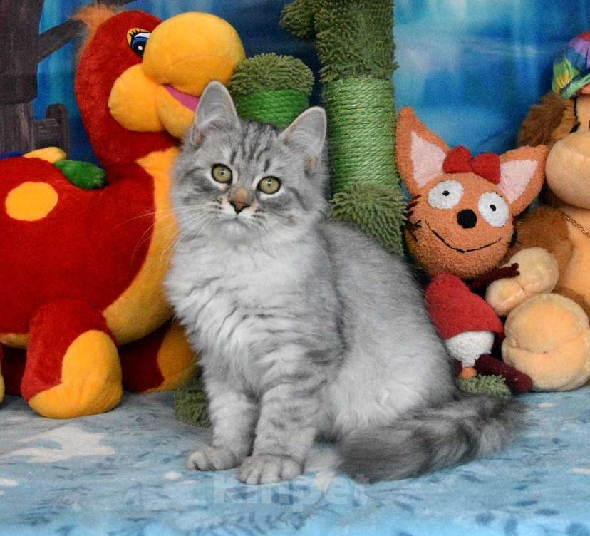 Кошки в Москве: Серебристый сибирский котик Мальчик, 60 000 руб. - фото 1