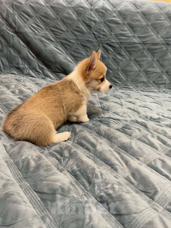 Собаки в других городах Московской области: Мальчик 5 Мальчик, 50 000 руб. - фото 1