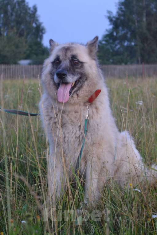 Собаки в Чехове-2: В добрые руки Мальчик, Бесплатно - фото 4