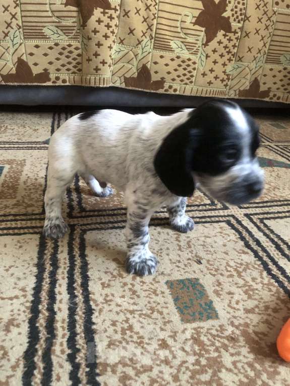 Собаки в Липецке: Щенки русского охотничьего спаниеля Мальчик, 12 000 руб. - фото 1