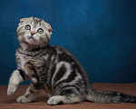 Кошки в Барнауле: Котик-фолд Вилли🤎 Мальчик, Бесплатно - фото 5