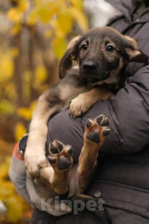 Собаки в Санкт-Петербурге: Мальчик 2 Мальчик, Бесплатно - фото 6