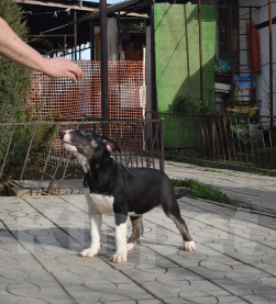 Собаки в Абинске: Шикарная девочка бультерьера Девочка, 50 000 руб. - фото 1