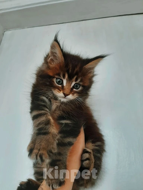 Кошки в Москве: Джульетта Девочка, 35 000 руб. - фото 2