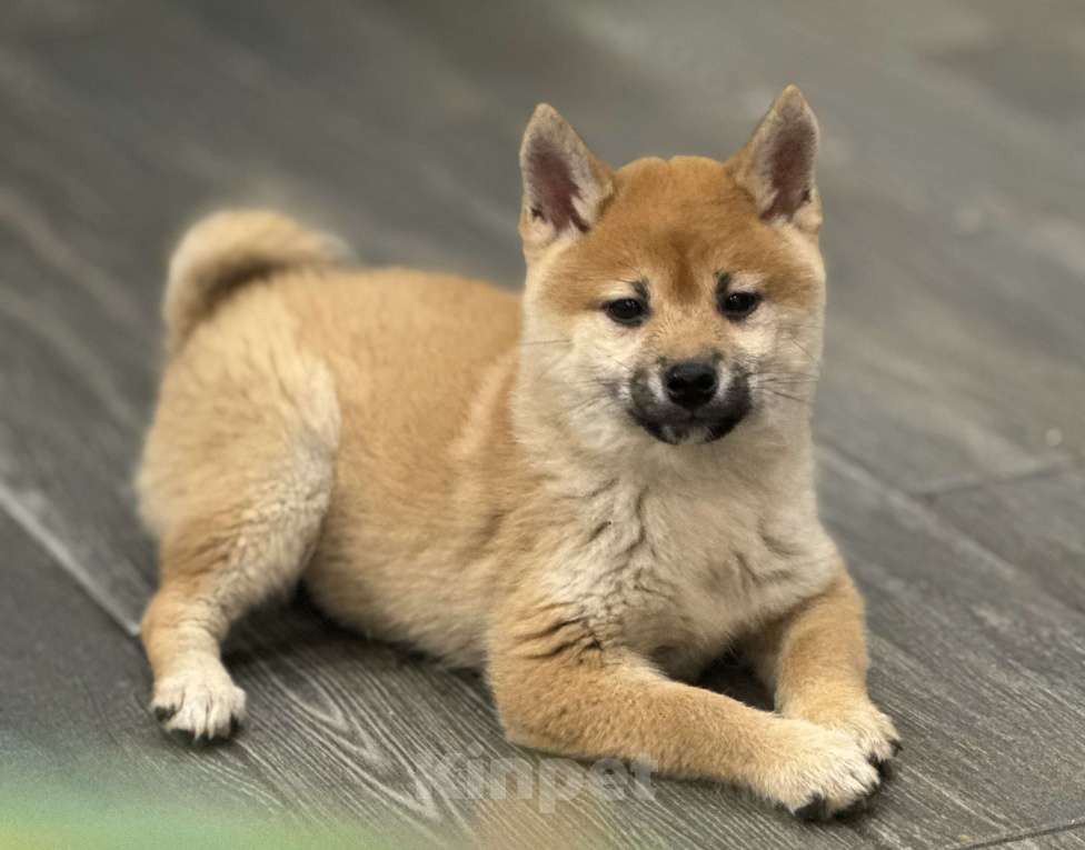 Собаки в Балашихе: Красивая девочка сиба ину Девочка, 40 000 руб. - фото 2