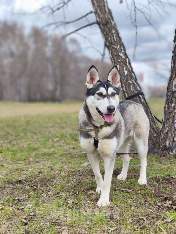 Собаки в Москве: Миниатюрная хаски Таура Девочка, Бесплатно - фото 6