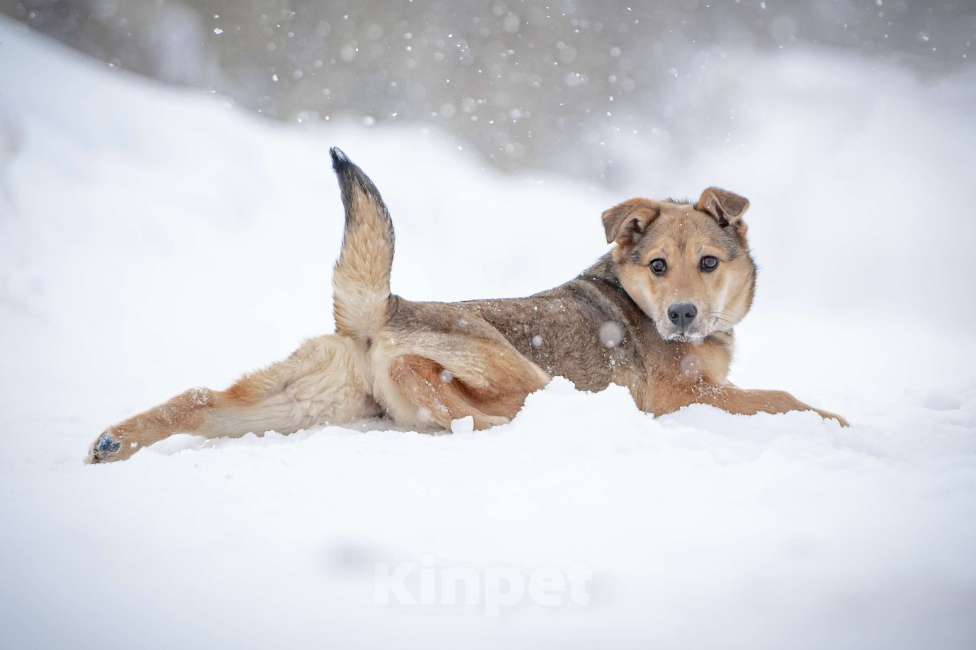 Собаки в Москве: Ласкуша Нюша очень ждет своего родного ЧЕЛОВЕКА. Девочка, Бесплатно - фото 7