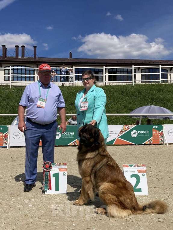 Собаки в других городах Московской области: Ария Прайд Ермила Девочка, 130 000 руб. - фото 2