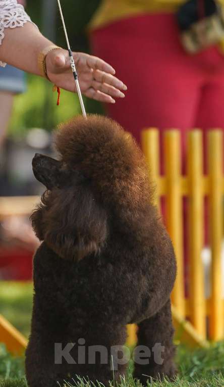 Собаки в Воронеже: Вязка с  коричневым миниатюрным (29см) пуделем Мальчик, 20 000 руб. - фото 7