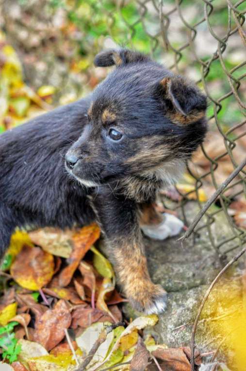 Собаки в Воронеже: Щенок в добрые руки Девочка, Бесплатно - фото 2