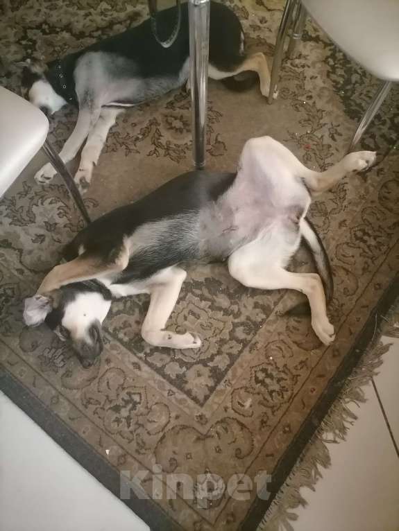 Собаки в Рязани: Пропала собака Девочка, Бесплатно - фото 5