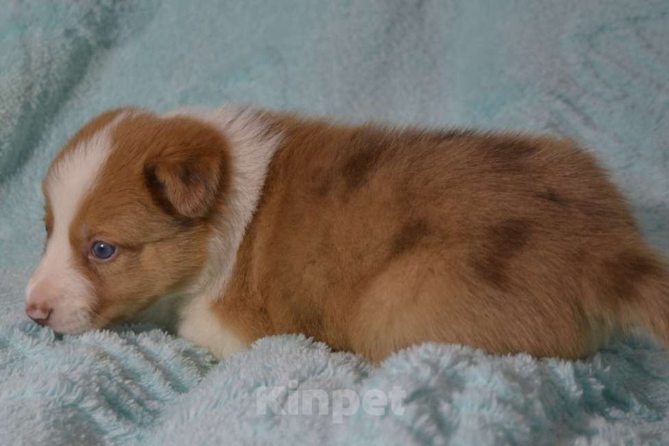 Собаки в Москве: Бордер колли девочка- Огонь Девочка, 120 000 руб. - фото 2