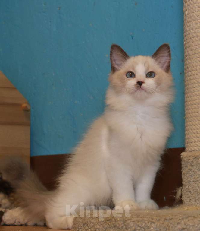 Кошки в Санкт-Петербурге: Рэгдолл Девочка, 35 000 руб. - фото 2