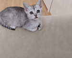 Кошки в Дзержинске: Отдам котенка Девочка, Бесплатно - фото 2