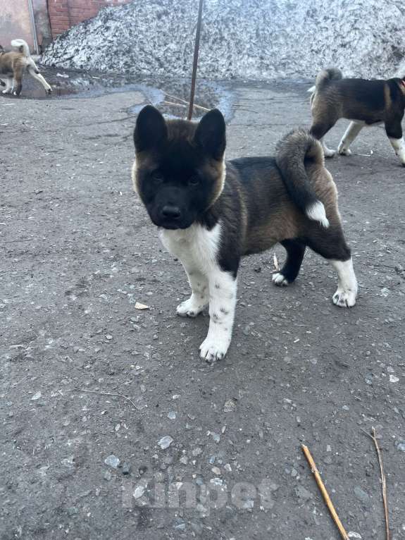 Собаки в Омске: Щенок Американской Акиты Девочка, 50 000 руб. - фото 5