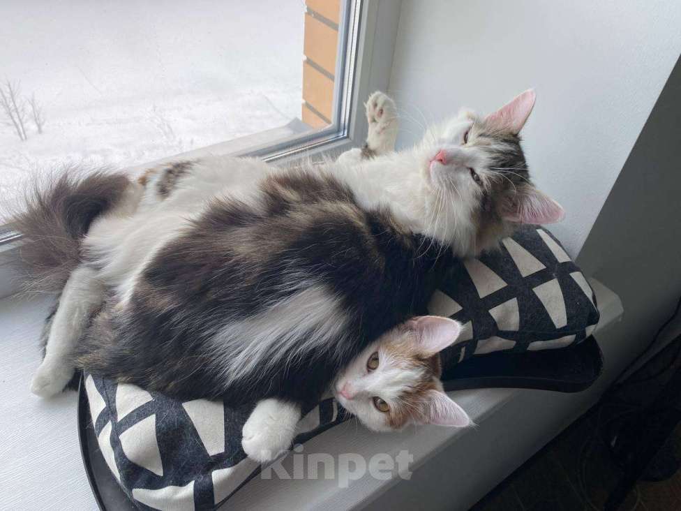 Кошки в Москве: Ищет дом сладкая парочка твикс Мальчик, Бесплатно - фото 2