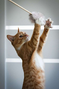 котенок Гарри ищет дом