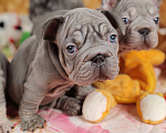 Собаки в Санкт-Петербурге: Шикарный щенки французский бульдог  Мальчик, 80 000 руб. - фото 6