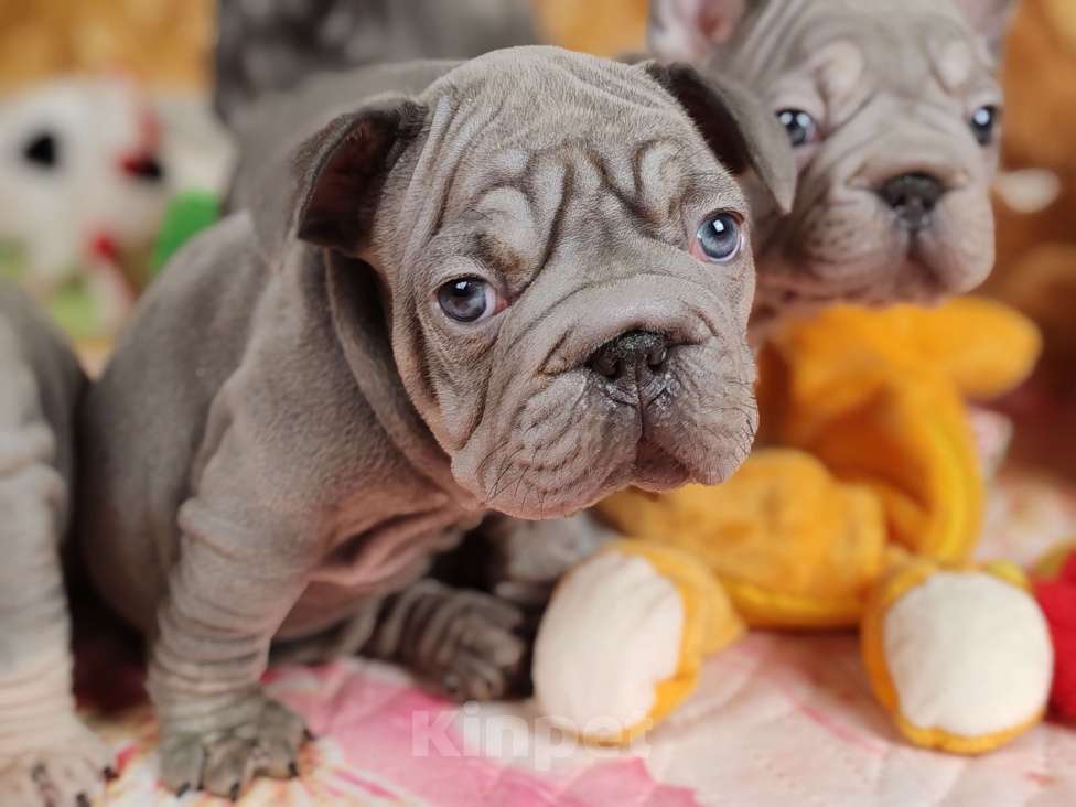 Собаки в Санкт-Петербурге: Шикарный щенки французский бульдог  Мальчик, 80 000 руб. - фото 6