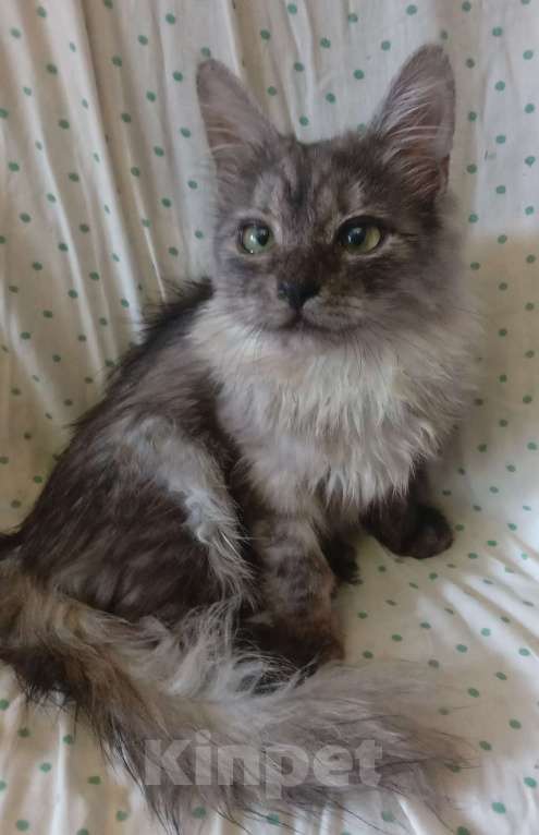 Кошки в Москве: Сибирская кошечка редкого окраса голубое серебро Девочка, Бесплатно - фото 2
