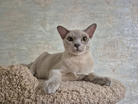Котята европейской бурмы
