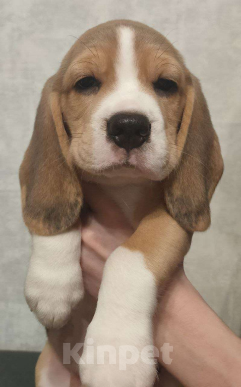 Собаки в Котласе: Щенки бигля Мальчик, 50 000 руб. - фото 1