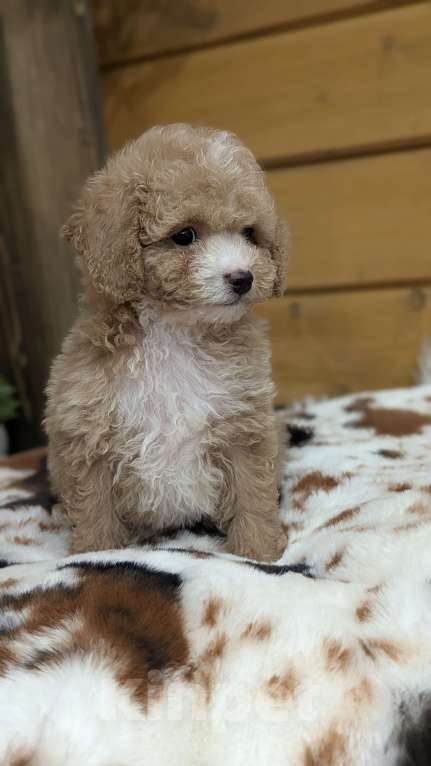 Собаки в Москве: Мальтипу мальчик Мальчик, 80 000 руб. - фото 2