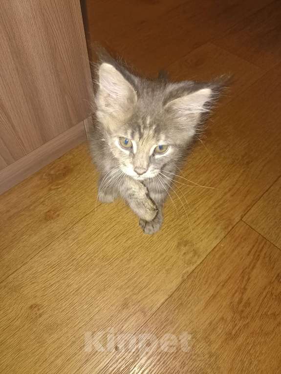 Кошки в Череповце: Продаётся котёнок мейн-кун, 2 месяца (девочка)  Девочка, 10 000 руб. - фото 4