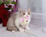 Кошки в Мурином: Британский котик окраса лиловый биколор Мальчик, 30 000 руб. - фото 2