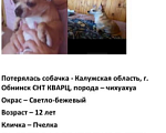 Собаки в Обнинске: Пропала собака, Пчелка, 12 лет. Просьба связаться, если есть информация  Девочка, 20 000 руб. - фото 2