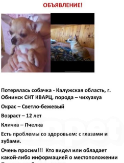 Собаки в Обнинске: Пропала собака, Пчелка, 12 лет. Просьба связаться, если есть информация  Девочка, 20 000 руб. - фото 2