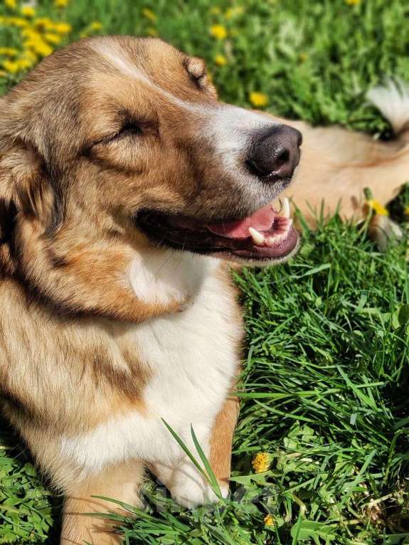 Собаки в Москве: Он так долго и безрезультатно ждет Мальчик, Бесплатно - фото 2