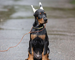 Собаки в Зеленограде: Кобель добермана 2 мес  Мальчик, 100 000 руб. - фото 2