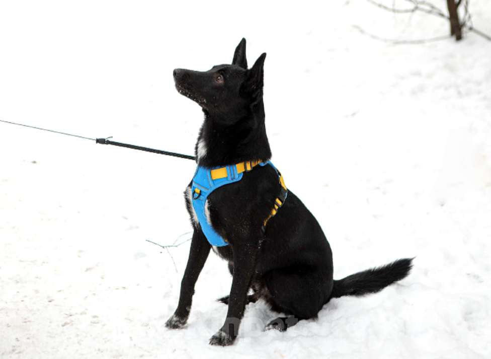 Собаки в Санкт-Петербурге: Собака Хамер ищет семью Мальчик, Бесплатно - фото 3