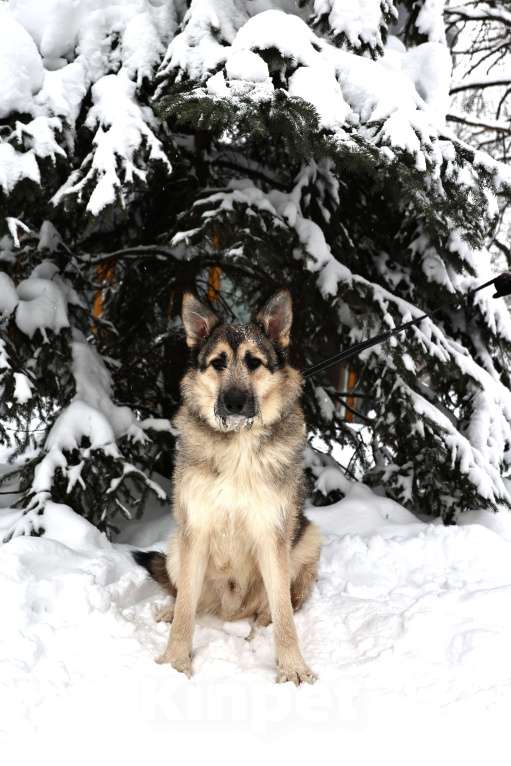 Собаки в Москве: Собака бесплатно Москва Мальчик, Бесплатно - фото 2