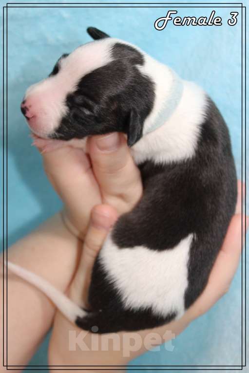 Собаки в Москве: Элегантный щенок уиппета Девочка, Бесплатно - фото 5