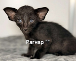 Кошки в Воронеже: Ориентальный котенок Мальчик, 100 000 руб. - фото 1