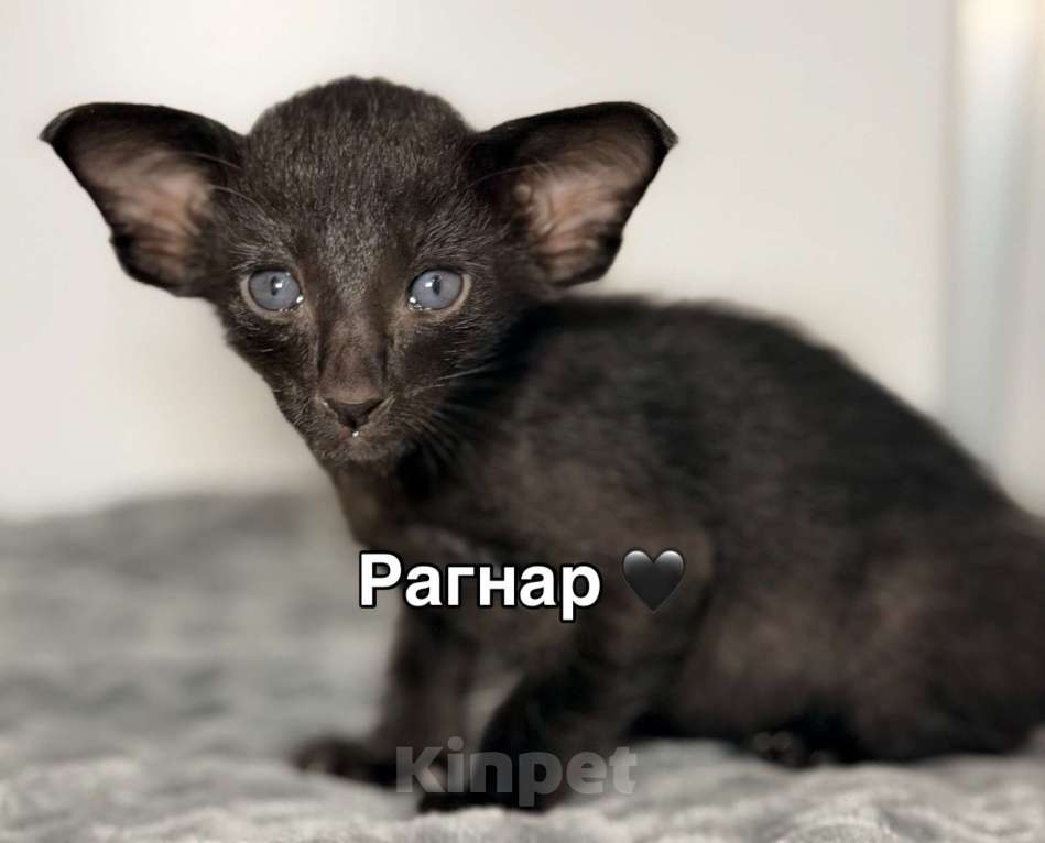 Кошки в Воронеже: Ориентальный котенок Мальчик, 100 000 руб. - фото 1
