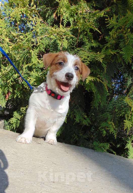 Собаки в Москве: Высокопородный щенок Джек Рассел терьера гладкошерстный Мальчик, Бесплатно - фото 2