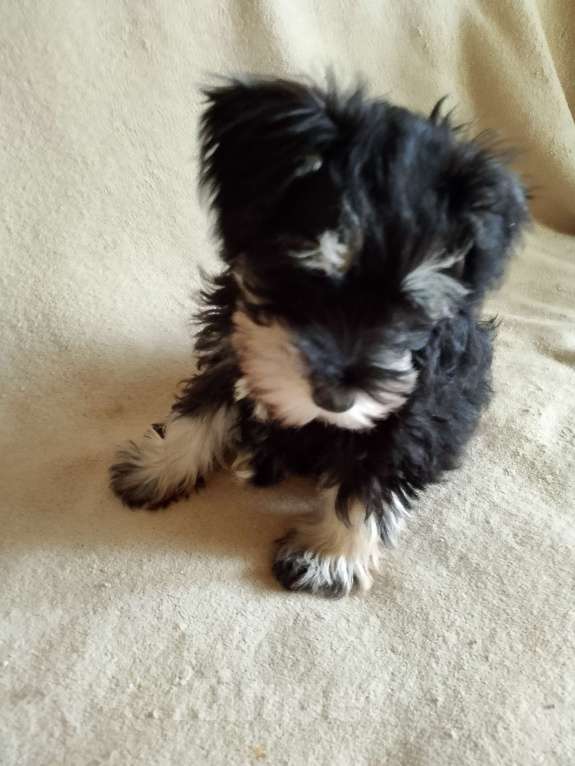 Собаки в Москве: Кобели цвергшнауцера рожд 3.12 Мальчик, 55 000 руб. - фото 1